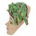 SYVIO Snake Hair Girl Mask for Costume Party / Halloween - Green + Skin Color SYVIO Snake Hair Girl Mask for Costume Party / Halloween - Green + Skin Color