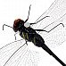 Realistic Magnetic Dragonfly (Assorted 3-Pack)