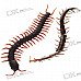 Centipede Shaped Fridge Magnet (Color Assorted)