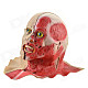 Halloween Half Anatomy Figure Mask-White + Red + Blue