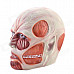 Well-muscled Natural Rubber Attack on Titan Mask - Nude + Red