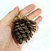 Dried Fruit Style Christmas Tree Ornaments - Golden + Brown (6 PCS)