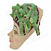 SYVIO Snake Hair Girl Mask for Costume Party / Halloween - Green + Skin Color